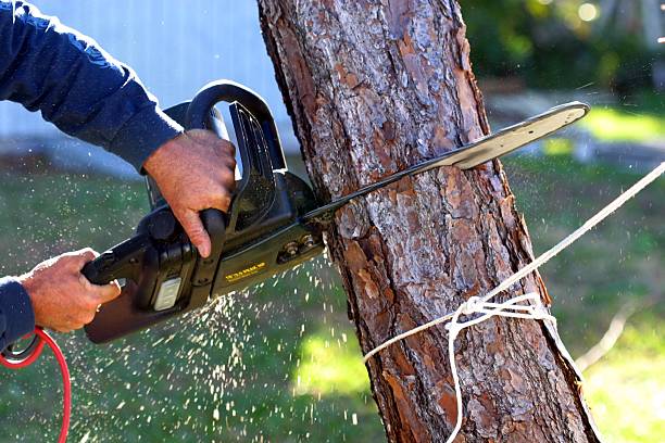 How Our Tree Care Process Works  in  Schuylerville, NY