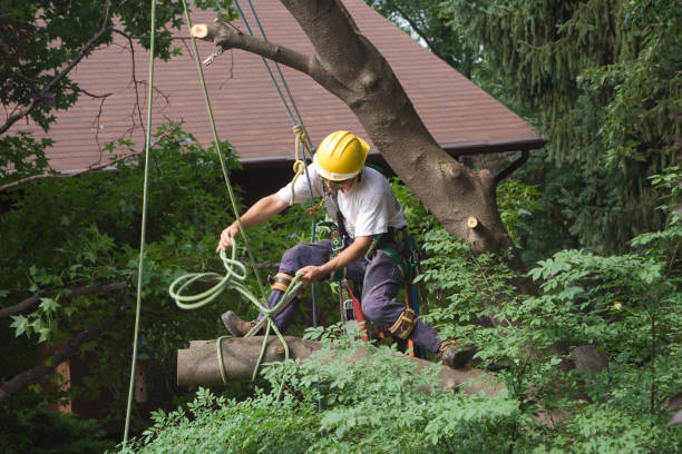 Lawn Watering Services in Schuylerville, NY